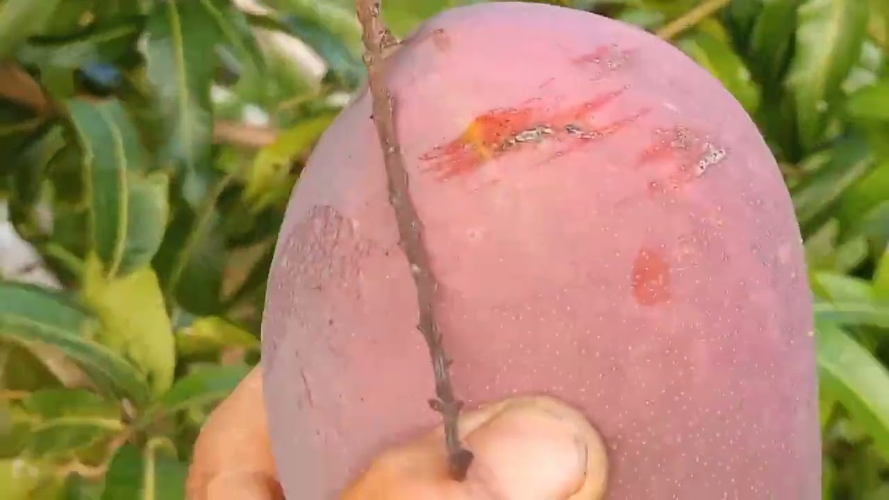 28 de fevereiro de 2026