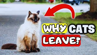 Why Do Cats Leave Home And Don't Come Back🐈