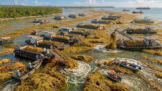 How Genius Engineers Turned The Caribbean Seaweed Disaster Into A Billion Dollar Industry