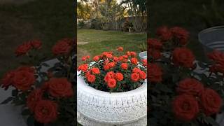 Genius Tire Upcycle! DIY Garden Planter 🌹