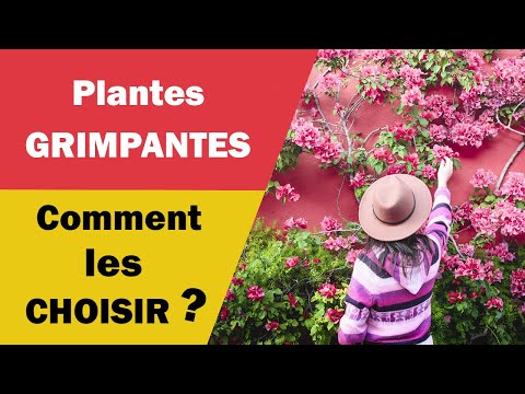 Vidéo: Quelles Sont Les Plantes Rampantes