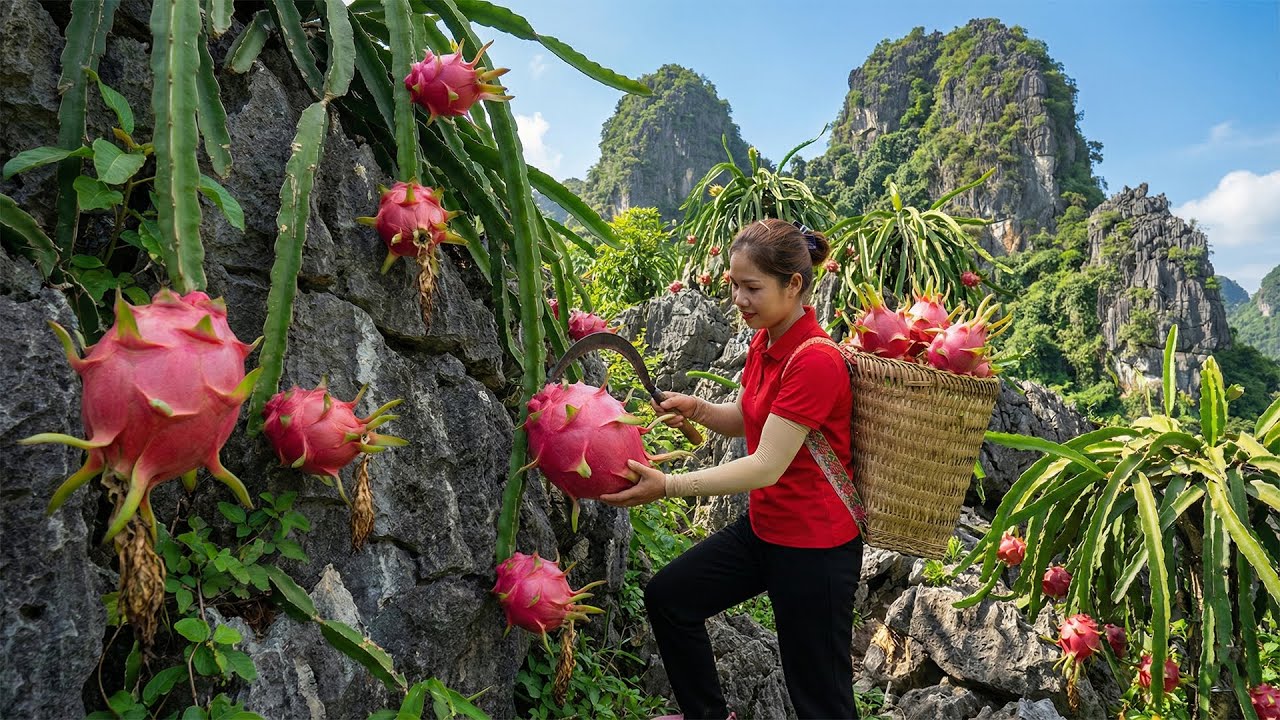 REWIND TIMELAPSE - Harvesting 1000+Kg Many Dragon Fruit Goes To Maket Sell | Teu Harvesting