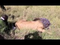 AN EPIC MARA VENTURE | Sheldrick Trust