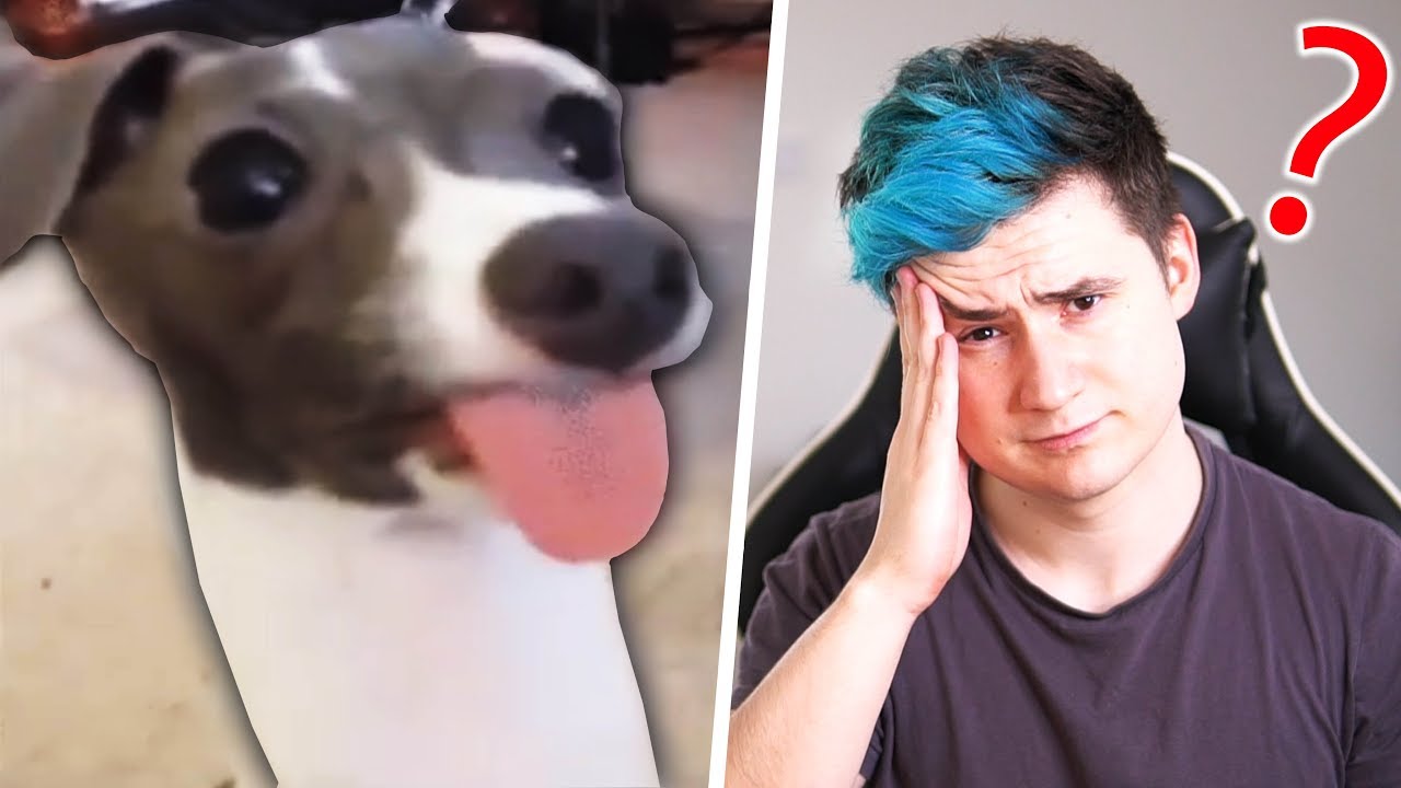 CO DĚLAJÍ ZVÍŘATA KDYŽ NEJSTE DOMA!