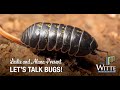 Witte Where You Are: Let&#39;s Talk Bugs!