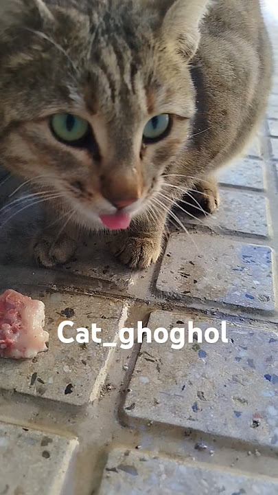 https://youtube.com/@cat_ghoghol?si=DgutMxv4QLMPOnUv?sub_confirmation=1