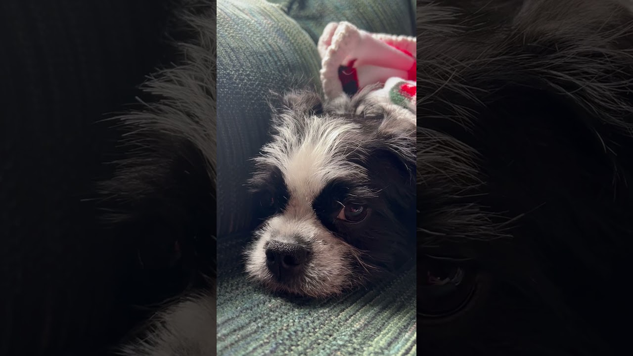 Five months old , first professional groom was done today.