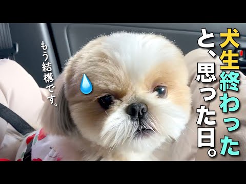 シーズー犬ページです♡ mqdefault.jpg