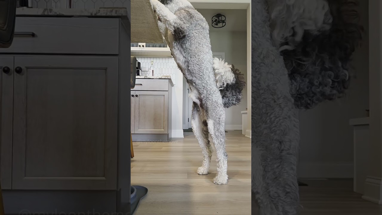 Dreaming of a pawcation!