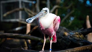Two Roseate Spoonbills Join the Florida Wetlands Habitat