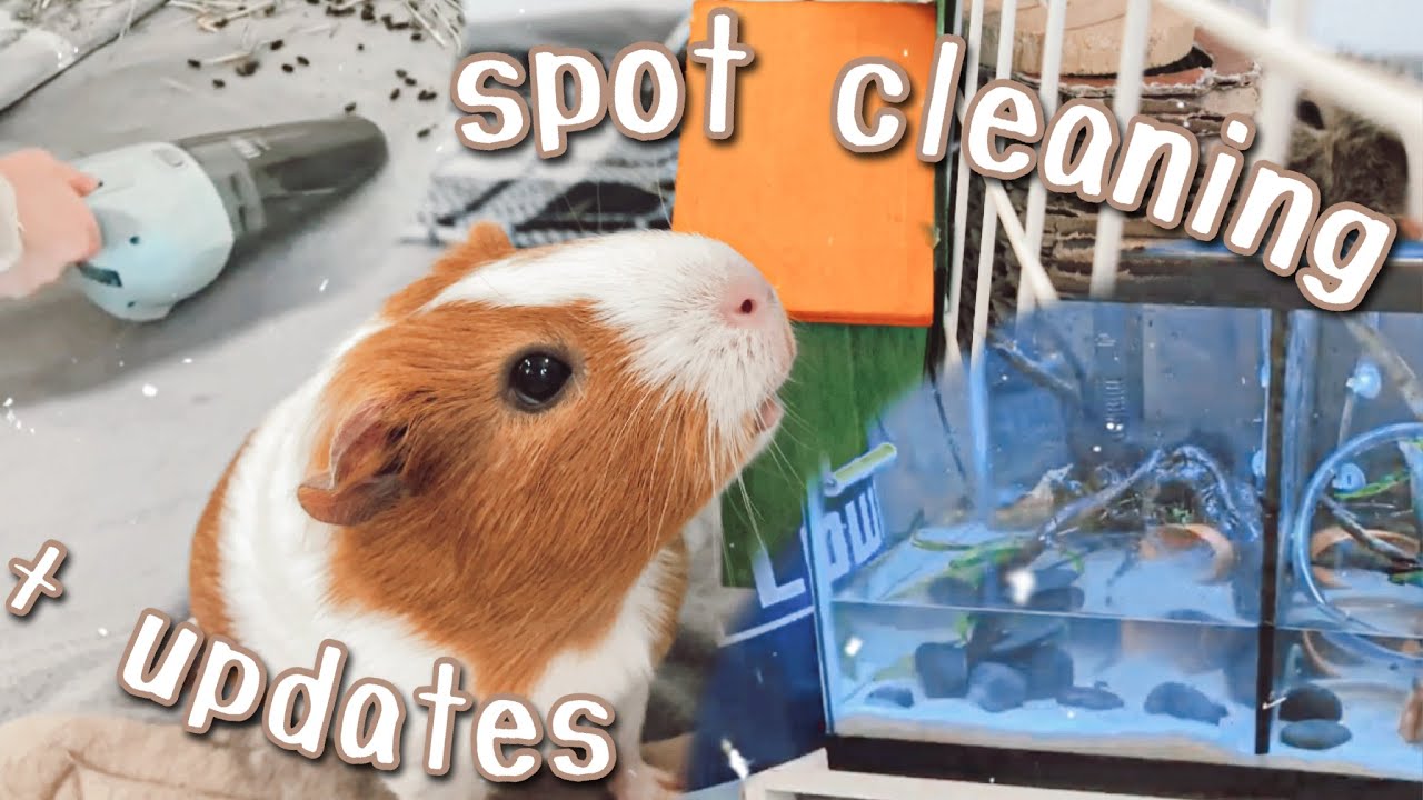 bendy bridge petsmart