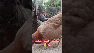 دجاجة البلدي