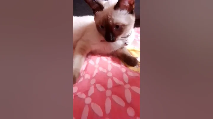 Video 11463491: siamese cat, siamesecat