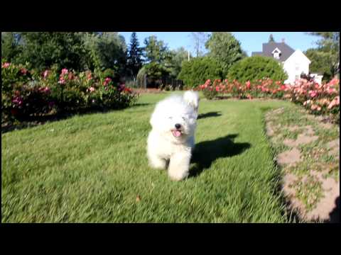 havanese vs cockapoo bichon frise funnydog tv havanese vs cockapoo bichon frise funnydog tv