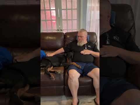 Doberman ignores his