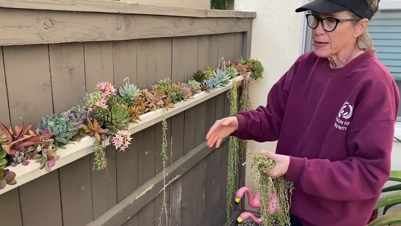 A Very Succulent Walkabout Wednesday with Laura Eubanks