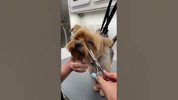 How to safely trim in between a dog’s eyes & visor #grooming #mobilegrooming #howtogroom #dogs