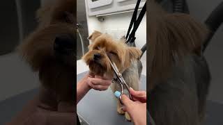 How to safely trim in between a dog’s eyes & visor #grooming #mobilegrooming #howtogroom #dogs