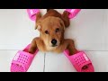 Funniest Animal Moments 2023 😂 Funniest Cats and Dogs 🐶😸 Ep 15 | Cute Buddy