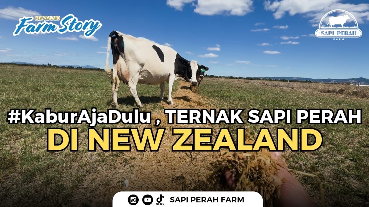 KABURRRR KERJA KE NEW ZEALAND JADI PETERNAK SAPI PERAH GAESSS 🇳🇿 Ft @DairyDaily101