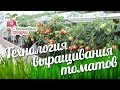 Технология выращивания томатов #urozhainye_gryadki
