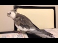 自分の名前と一緒に暮らすインコの名前を喋る@オカメインコまる