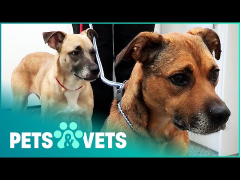 Video: Brandmand er enig i at vedtage veteranens hund han har bundet til på en velgørenhed Photo Shoot