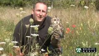 Wildlife World - The Basics of British Owls with Owl Conservationist Ian McGuire