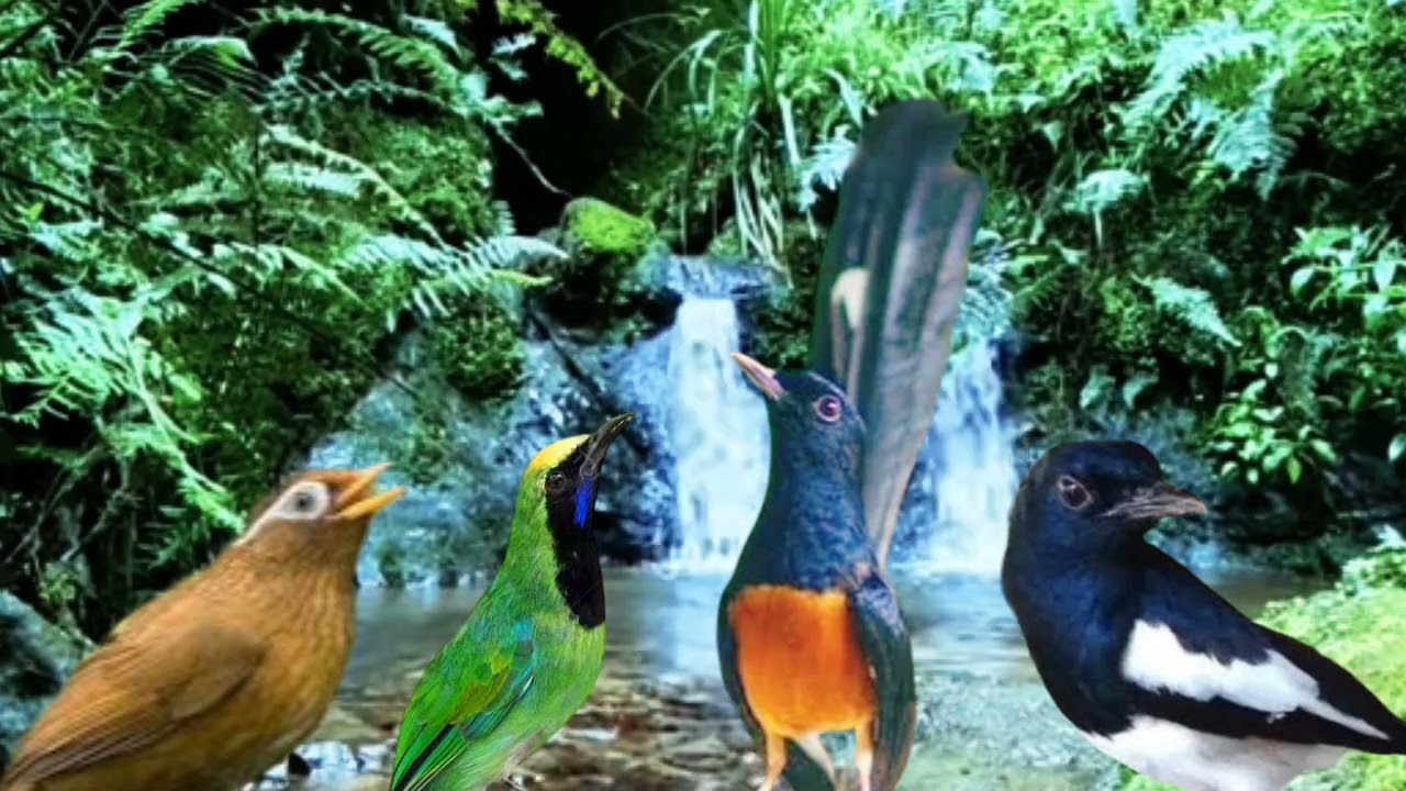 Masteran Kombinasi Full Isian Mewah wambi, kacer,murai,cucak ijo untuk MENAIKAN BIRAHI