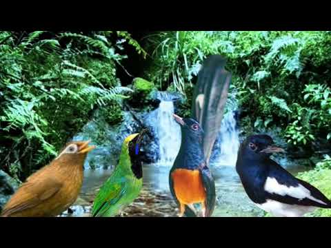 KUMPULAN  MASTERAN SUPER 2023 KATEM - KENARI - CILILIN - JENGGOT - CUNGKO - RAMBATAN - KONIN- CIBLEK