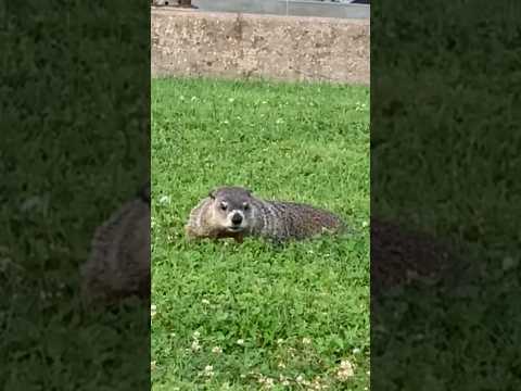 Video: ¿La marmota come flores?