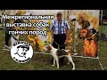 Межрегиональная выставка собак гончих пород "МЕМОРИАЛ Р.И. ШИЯНА".