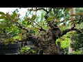 Bonsai Pusaka Mikro mame #themax30cm #bonsaimame #bonsaibogel
