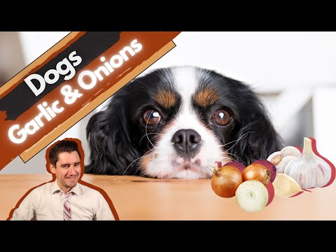 Garlic and Onion toxicity in dogs.  What to expect and do if your dog eats garlic or onions