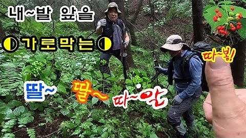 소양호⊙대물 산삼⊙이 발~앞에#약초 #약초산행#산삼#약초꾼