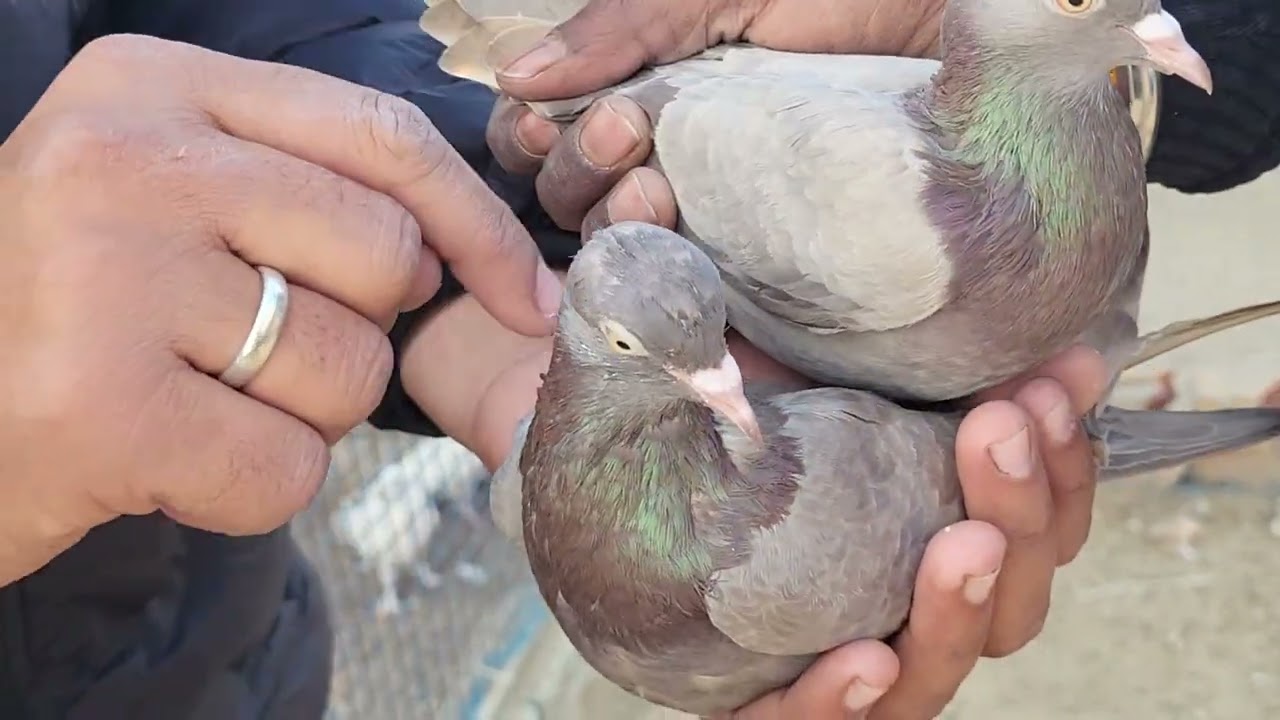 ਘਰ ਵਾਲੀਆਂ ਬਾਜੀਆਂ ਵਿੱਚ ਰਾਤ ਕਰ ਗਏ ਇਹ ਕਬੂਤਰ.. Top diya nasla.. #viratpigeonclub 