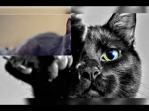 Video: Çrregullimi I Stomakut (Humbja E Lëvizjes) Te Macet