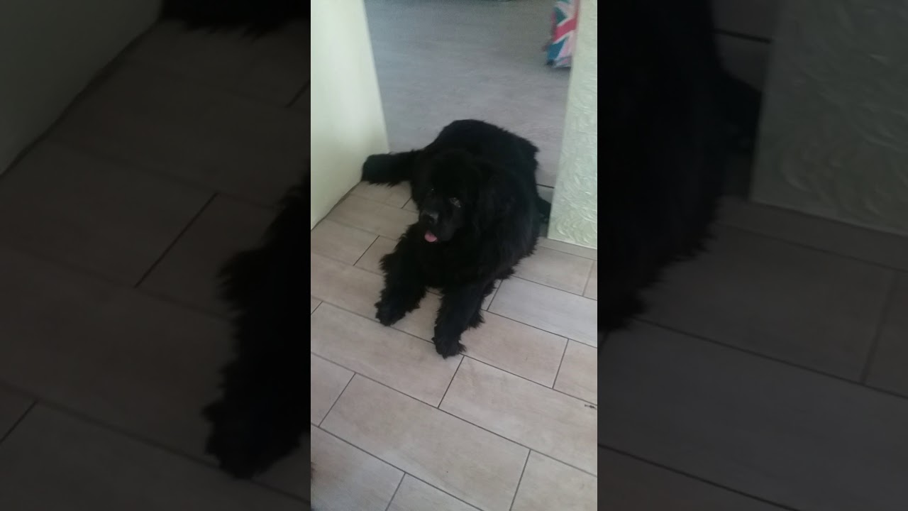 ньюфаундленд, ньюфы,  лучше ньюфа только два ньюфа