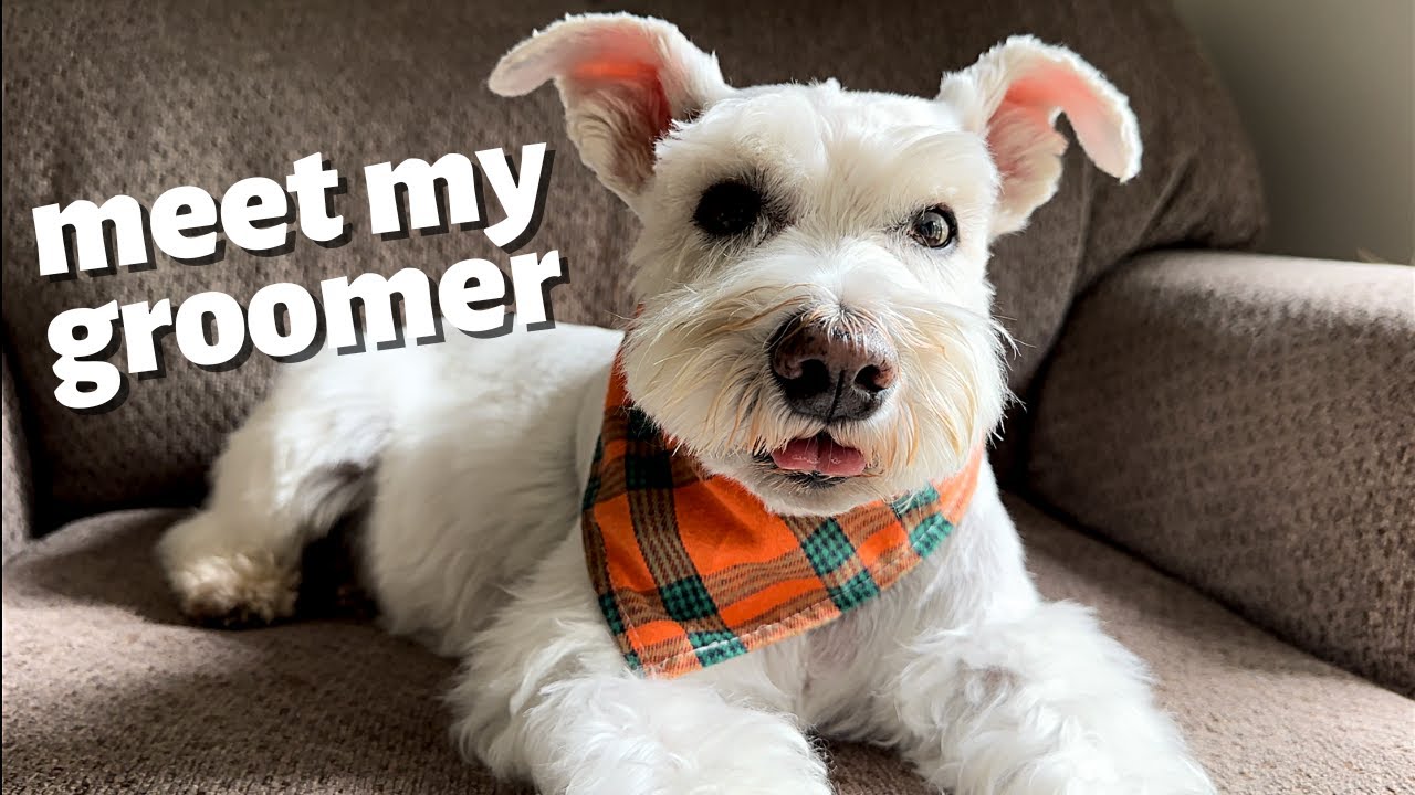 Meet Our New Dog Groomer & a *BONUS* Fan Mail Friday 🐾 - YouTube