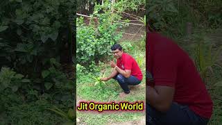 🌱 ଥରେ ଲଗାନ୍ତୁ Lifetime Income କରନ୍ତୁ 😲