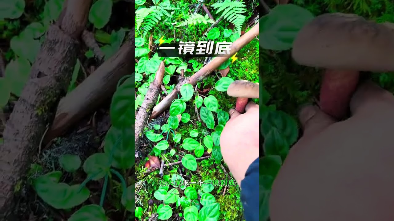 Regretting Missing the Mushroom Pick! Join Us in the Hunt