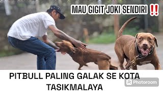 HAMPIR KENA GIGIT PITBULL PALING GALAK SE TASIKMALAYA ‼️ SI GENGSTER PITBULL EDAN ‼️