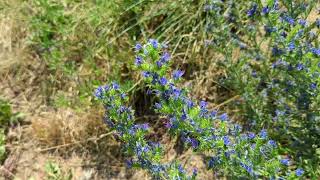 Echium Vulgare