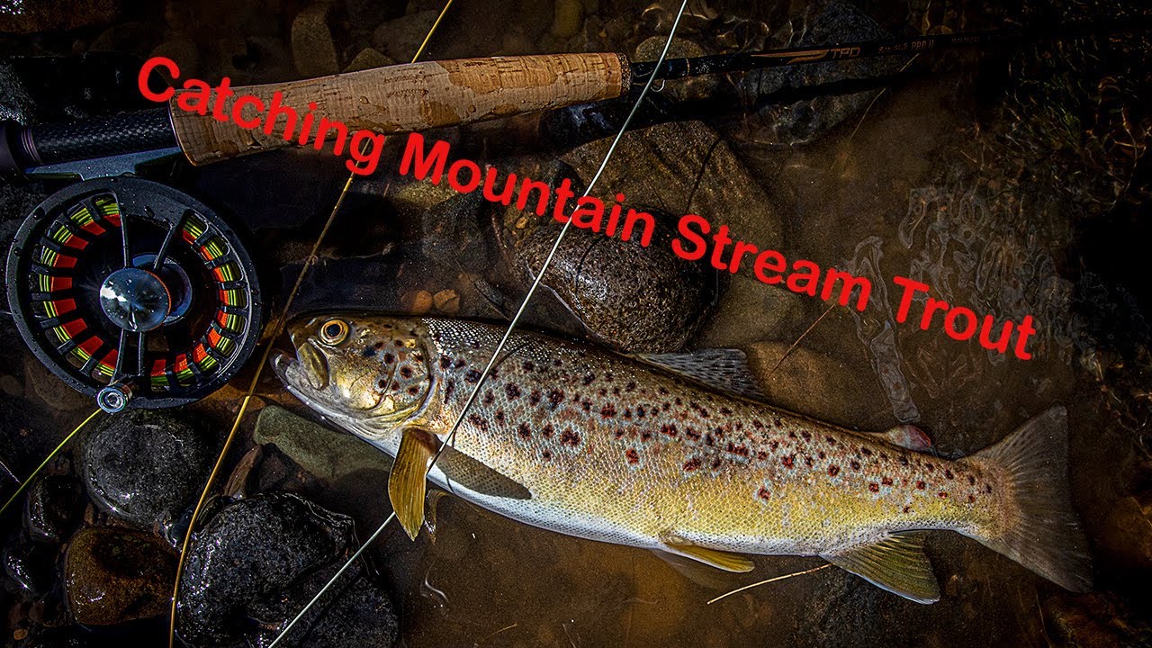 Barrington Tops Trout on Fly YouTube