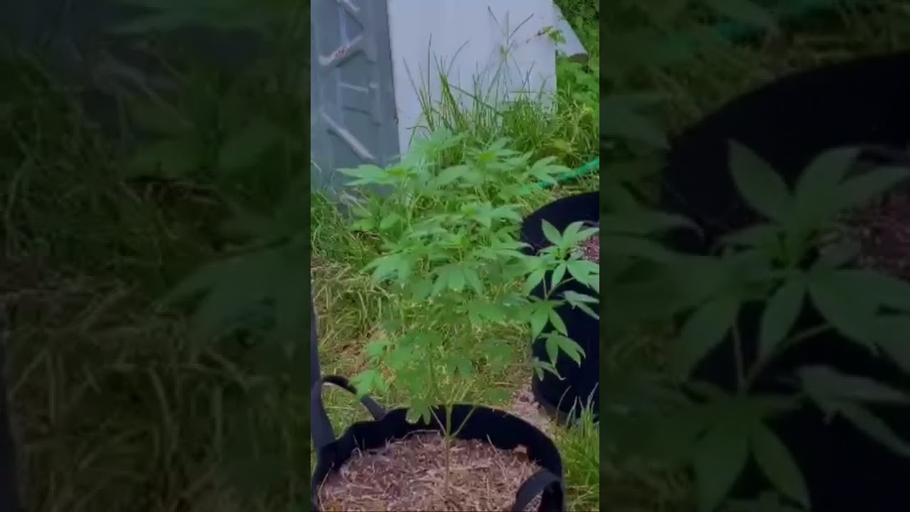 Outdoor grow 2022 🇯🇲