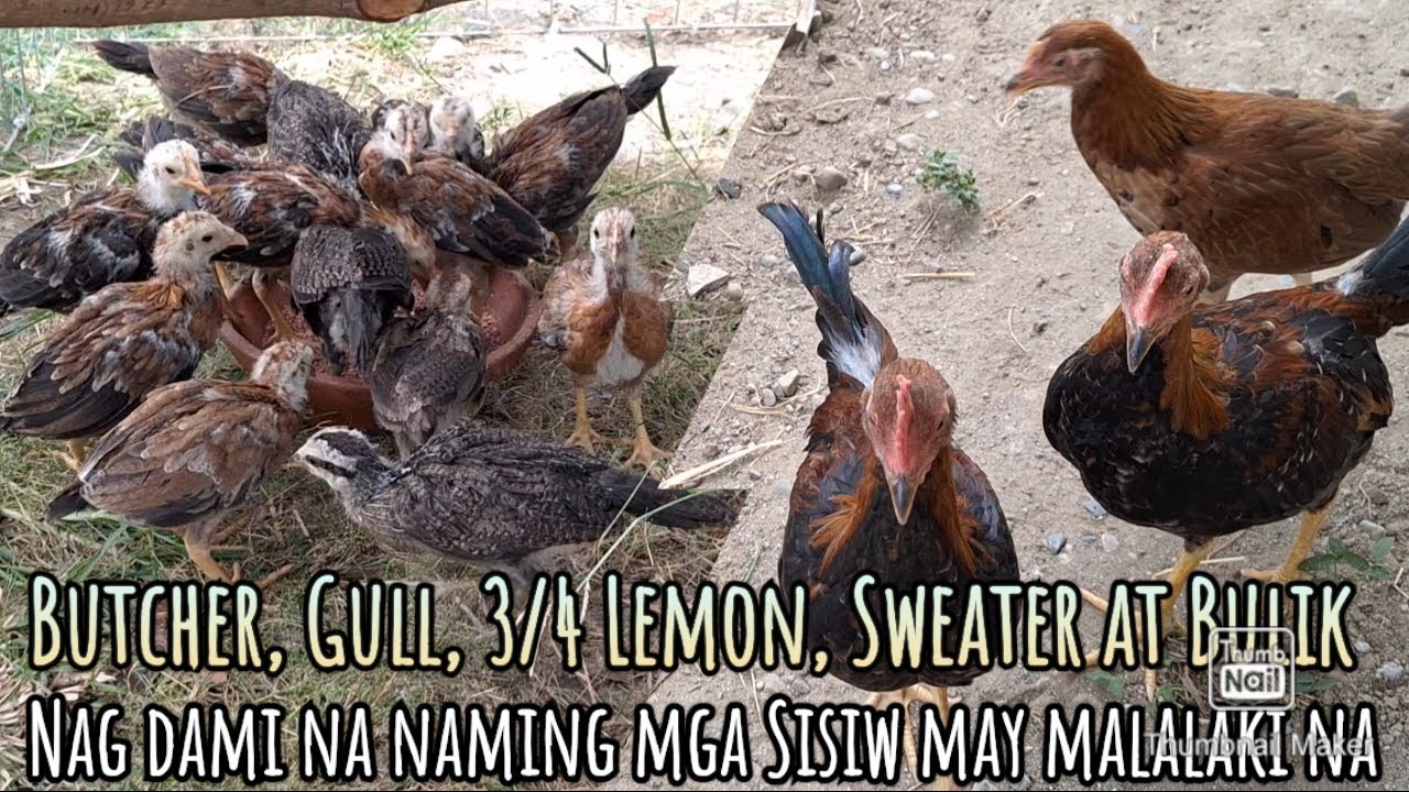 Butcher, Gull, LDT Grey, Bulik at  Sweater na mga sisiw lumalaki na at dumadami pa