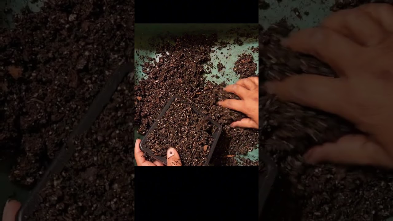 Lisianthus and Salpiglossis Seedstarting
