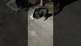 feeding while doing medical treatment on street road of community stray dog. emergency first aid kit