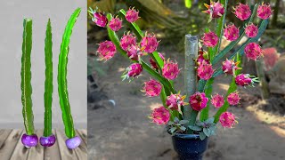 Unique Technique To Grow Purple Dragon Fruit from cuttings With Onion | How To Grow Dragon Trees