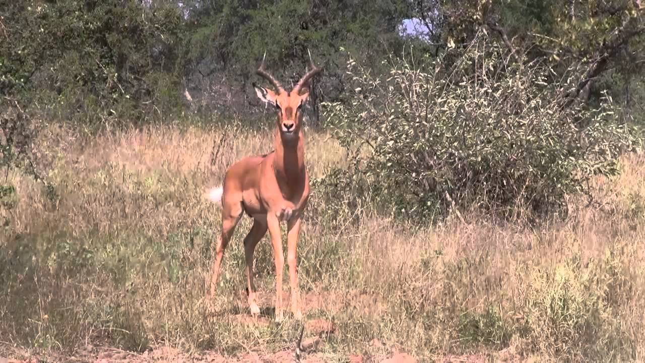 Impala rutting season 08.05.11 YouTube